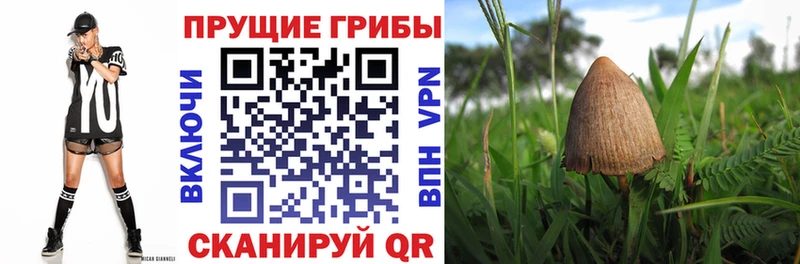 маркетплейс какой сайт  Кимовск  Псилоцибиновые грибы GOLDEN TEACHER 